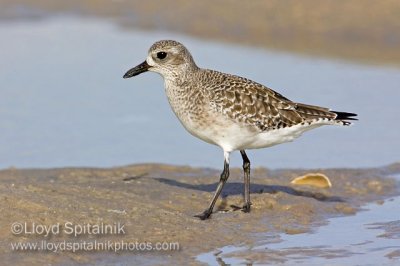 Black-bellied Plover