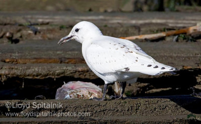 Ivory Gull  