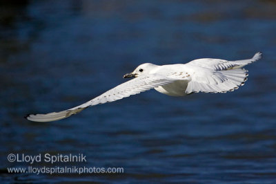 Ivory Gull