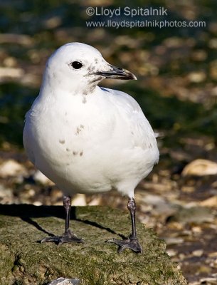 Ivory Gull 