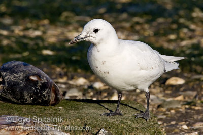 Ivory Gull  