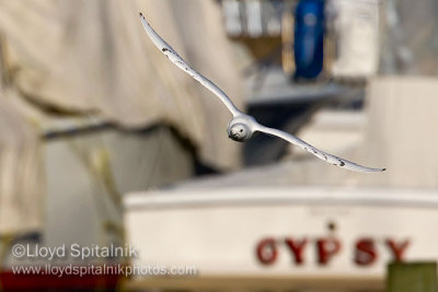 Ivory Gull