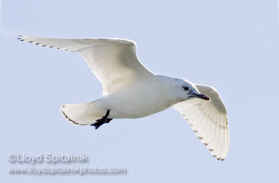 Ivory Gull