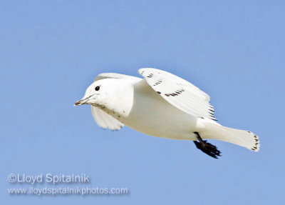 Ivory Gull