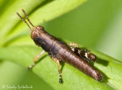  Short-horned Grasshopper (nymph)