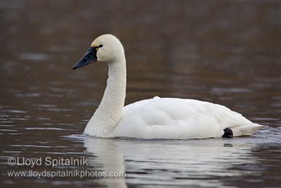 Tundra Swan