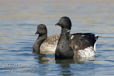 Brant (immature & adult)