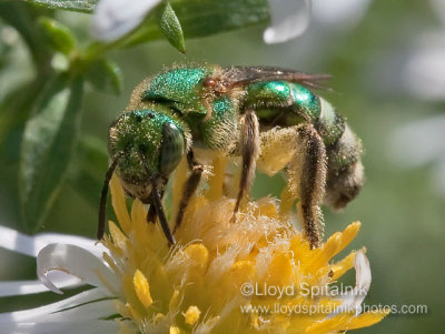 Silky Striped-Sweat bee (female)