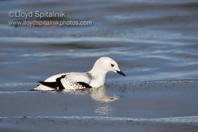 Black Guillemot (juvenile)