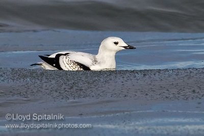 Black Guillemot (juvenile)