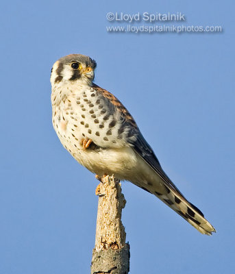 American Kestrel