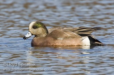American Wigeon