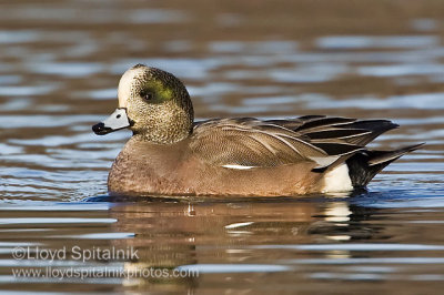 American Wigeon (male)