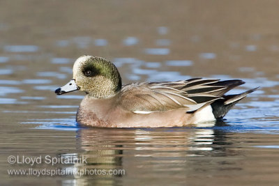 American Wigeon
