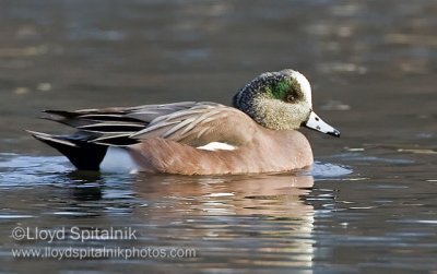 American Wigeon