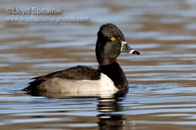 Ring-necked Duck (male)