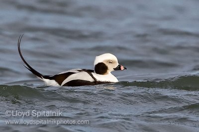 Long-tailed Duck (adult male)
