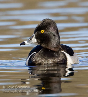 Ring-necked Duck (male)