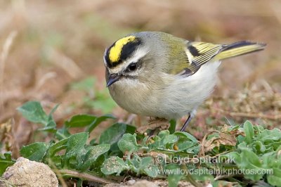 Golden-crowned Kinglet