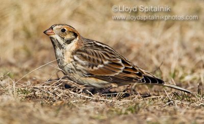 Lapland Longspur