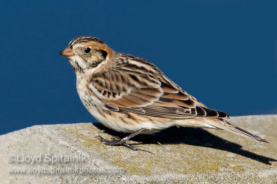Lapland Longspur