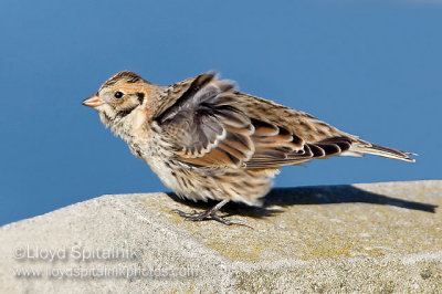 Lapland Longspur
