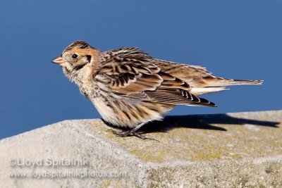 Lapland Longspur