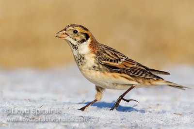 Lapland Longspur
