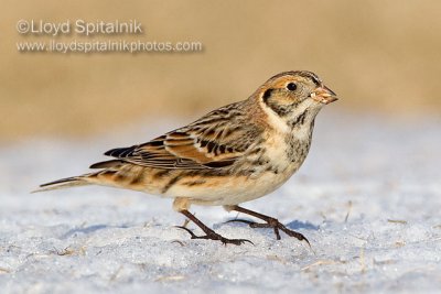 Lapland Longspur 
