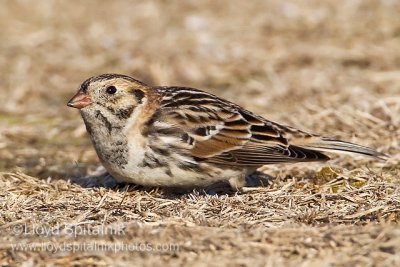 Lapland Longspur