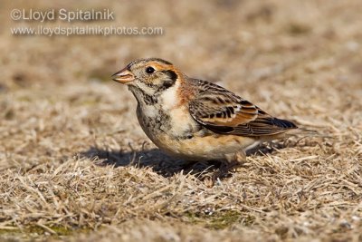 Lapland Longspur