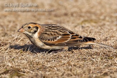 Lapland Longspur