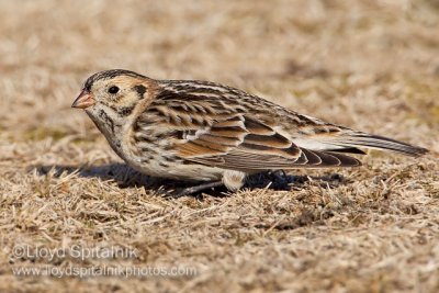 Lapland Longspur