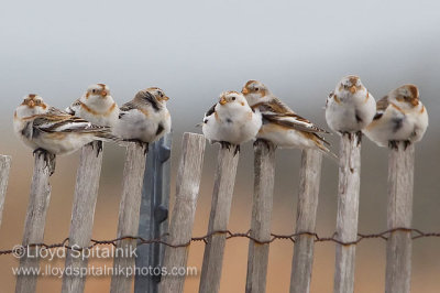 Snow Bunting