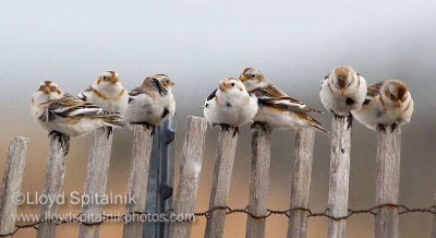 Snow Bunting