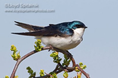 Tree Swallow