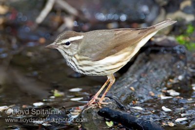 Louisiana Waterthrush