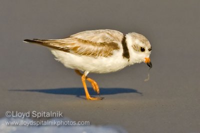 Piping Plover