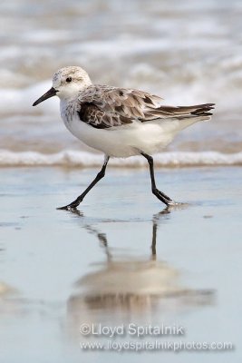Sanderling