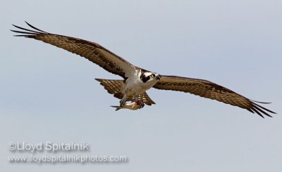 Osprey