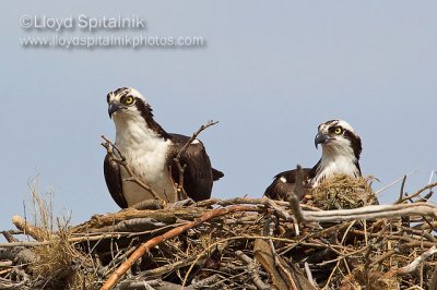 Osprey