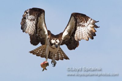 Osprey