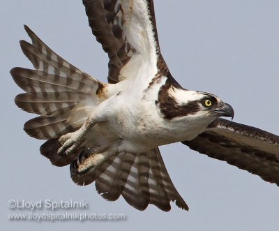 Osprey