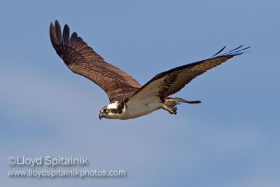 Osprey