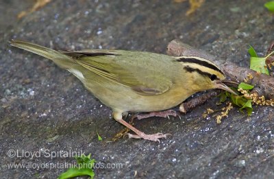 Worm-eating Warbler