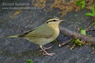 Worm-eating Warbler