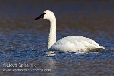 Tundra Swan