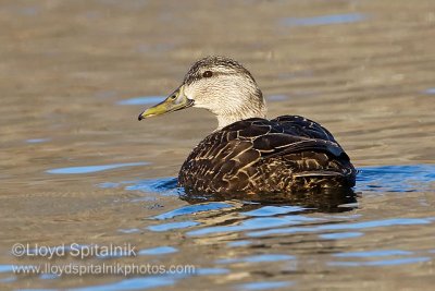 American Black Duck