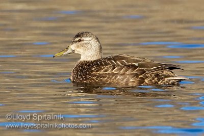 American Black Duck