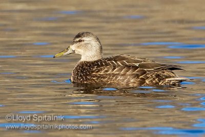 American Black Duck